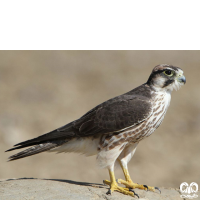 گونه لاچین Lanner Falcon